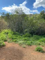 Vende-se  fazendinha em Ouro Branco. - Foto 15