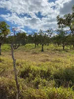 Vende-se  fazendinha em Ouro Branco. - Foto 24