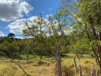 Vende-se  fazendinha em Ouro Branco. - Foto 28