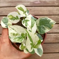 Jibóia 'N'Joy' (Epipremnum aureum - cuia13)