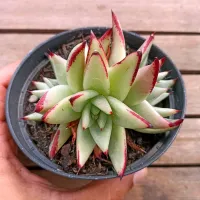 Echeveria agavoides 'Ebony' (3 rosetas - única vaso11)