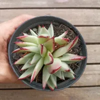 Echeveria agavoides 'Ebony' (3 rosetas - única vaso11) - Foto 2