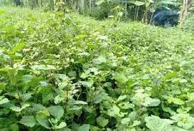 Patchouli - ESGOTADO (previsão 15/12/2025) Óleo essencial 100% natural de Pogostemon cablin. Frasco de vidro 10 ml com cânula e acabamento em metal.    - Foto 2