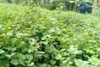 Patchouli - Óleo essencial 100% natural de Pogostemon cablin. Frasco de vidro 10 ml com cânula e acabamento em metal.     - Foto 2