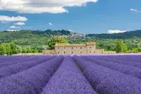 Lavanda Natural - VERDADEIRA LAVANDA - Perfume com óleo 100% puro e natural de Lavandin  (origem França).  Embalagem luxo 100 ml. - Foto 4