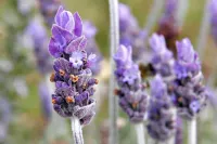 Lavanda Natural - VERDADEIRA LAVANDA - Perfume com óleo 100% puro e natural de Lavandin  (origem França).  Embalagem luxo 100 ml. - Foto 5