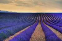 Lavanda Natural - VERDADEIRA LAVANDA - Perfume com óleo 100% puro e natural de Lavandin  (origem França).  Embalagem luxo 100 ml. - Foto 6