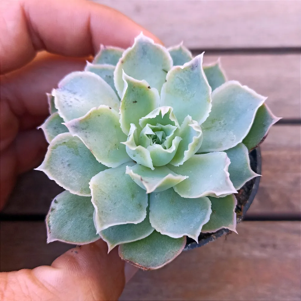 Echeveria 