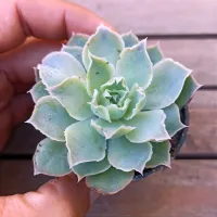 Echeveria 'Laguna Sanchez' (vaso6)