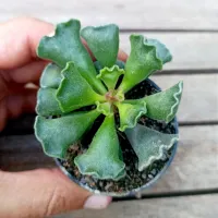 Adromischus cristatus (vaso6) - Foto 3