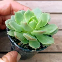 Echeveria 'Ramillete' (E. 'Tippy' X E. setosa ciliata - vaso6)