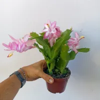 Flor de Maio Rosa e Branca (Schlumbergera truncata - vaso11)
