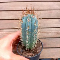 Azureocereus hertlingianus (vaso11) - Foto 2
