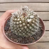 Parodia minuta (vaso11) - Foto 2