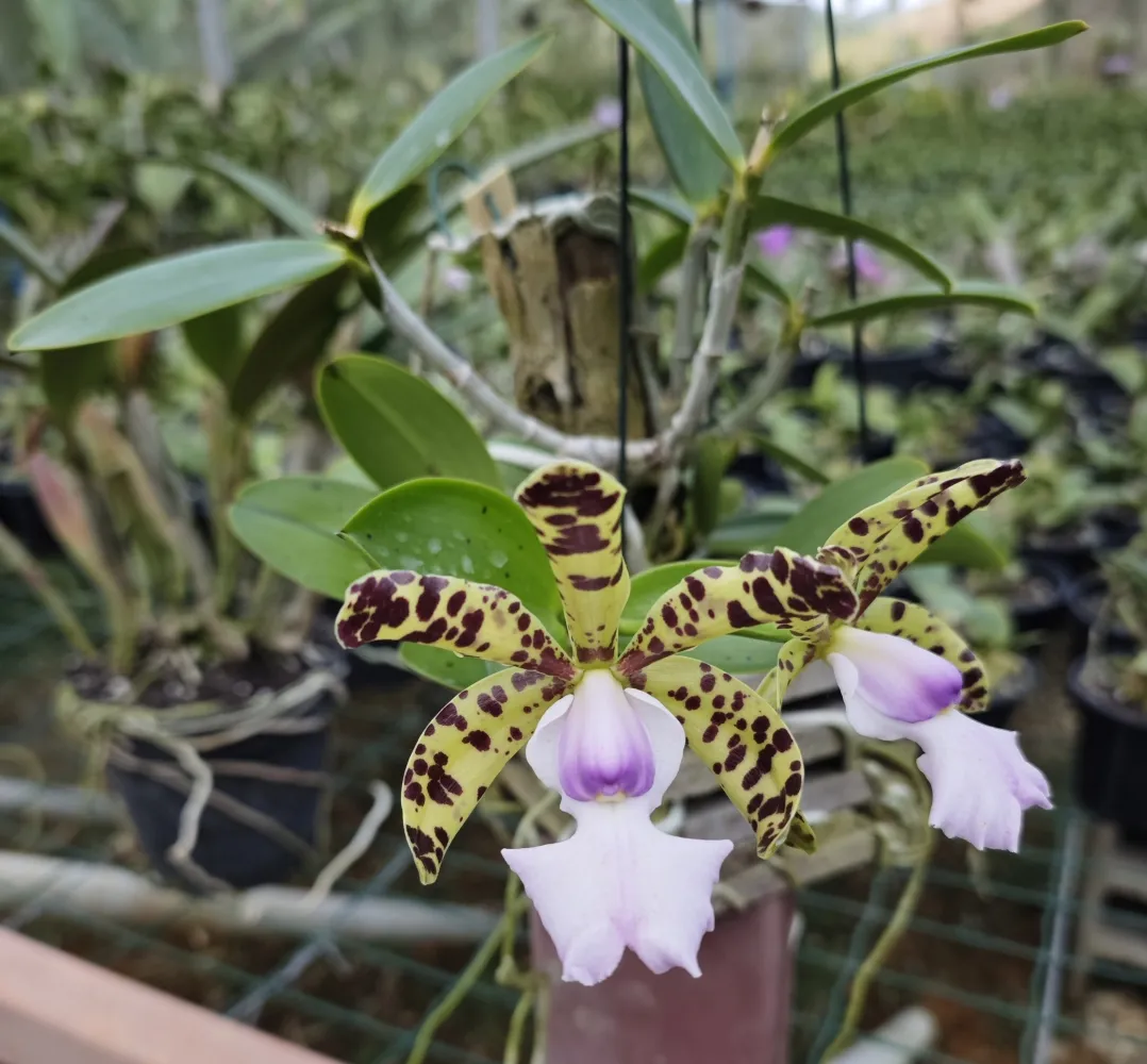Cattleya Aclandiae coerulea 