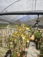 Encyclia altíssima  - Foto 2