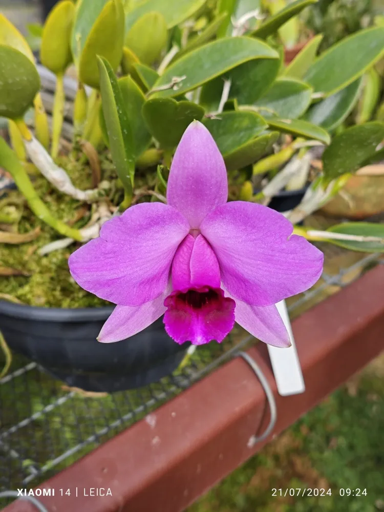 Laelia Praestans 