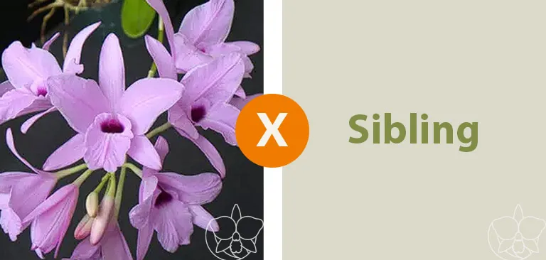 Laelia Rubescens 