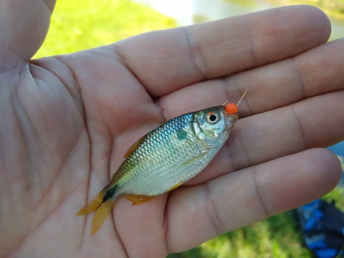 SAGU ARTIFICIAL 5 mm - ISCA PARA LAMBARI