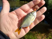 SAGU ARTIFICIAL 5 mm - ISCA PARA LAMBARI - Foto 2