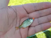 SAGU ARTIFICIAL 5 mm - ISCA PARA LAMBARI - Foto 3