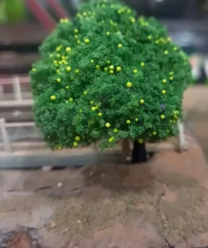 Limoeiro - Hobby Trees 