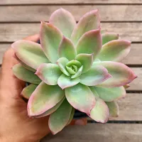 Echeveria 'Golden Glow' (única - vaso11)