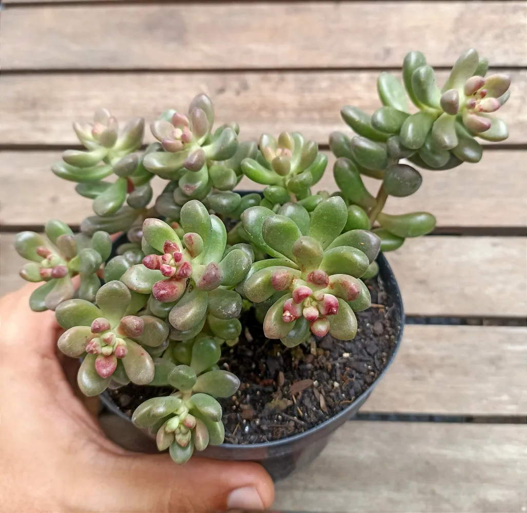 Sedum 'Crocodile' (vaso11) Imagem