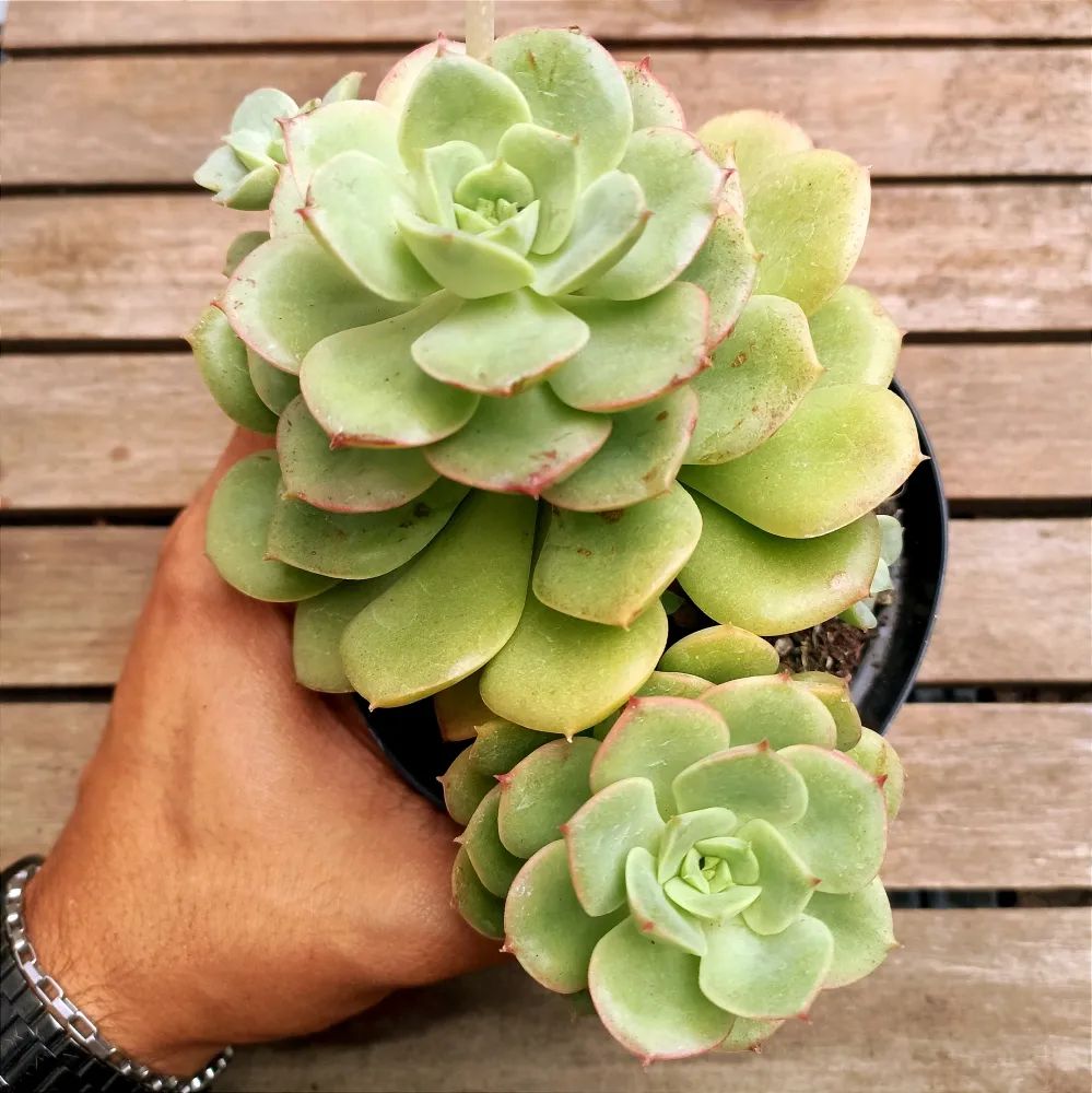 Echeveria nicksana (vaso11)