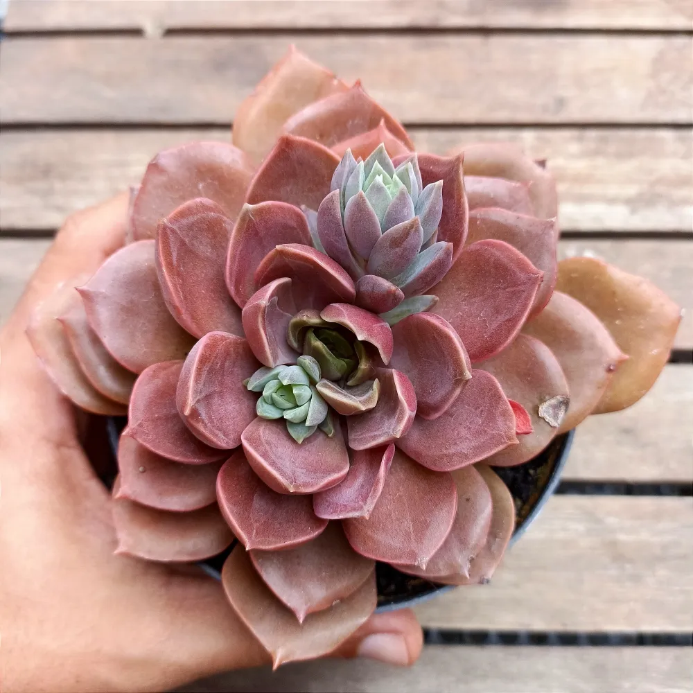 Echeveria 