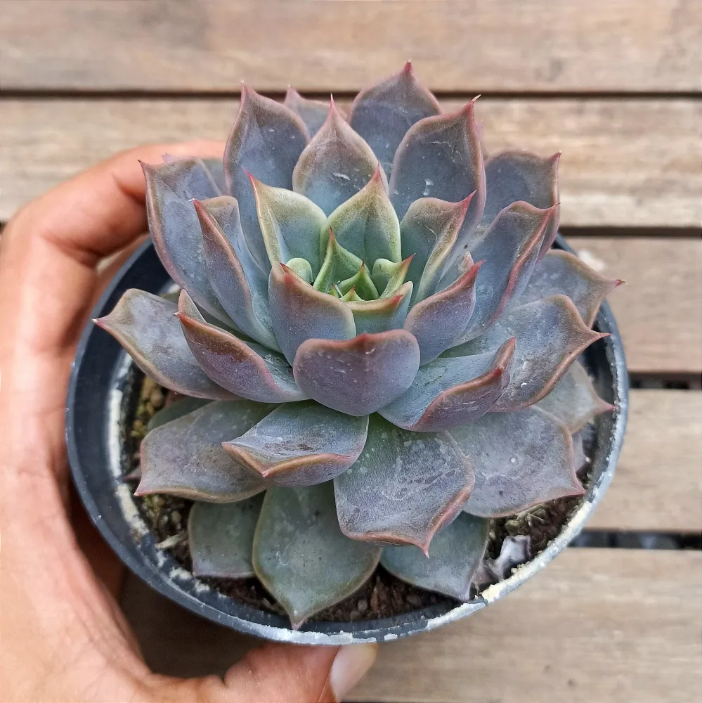 Echeveria 'Latte Rose' (agavoides X lilacina - vaso11) Imagem