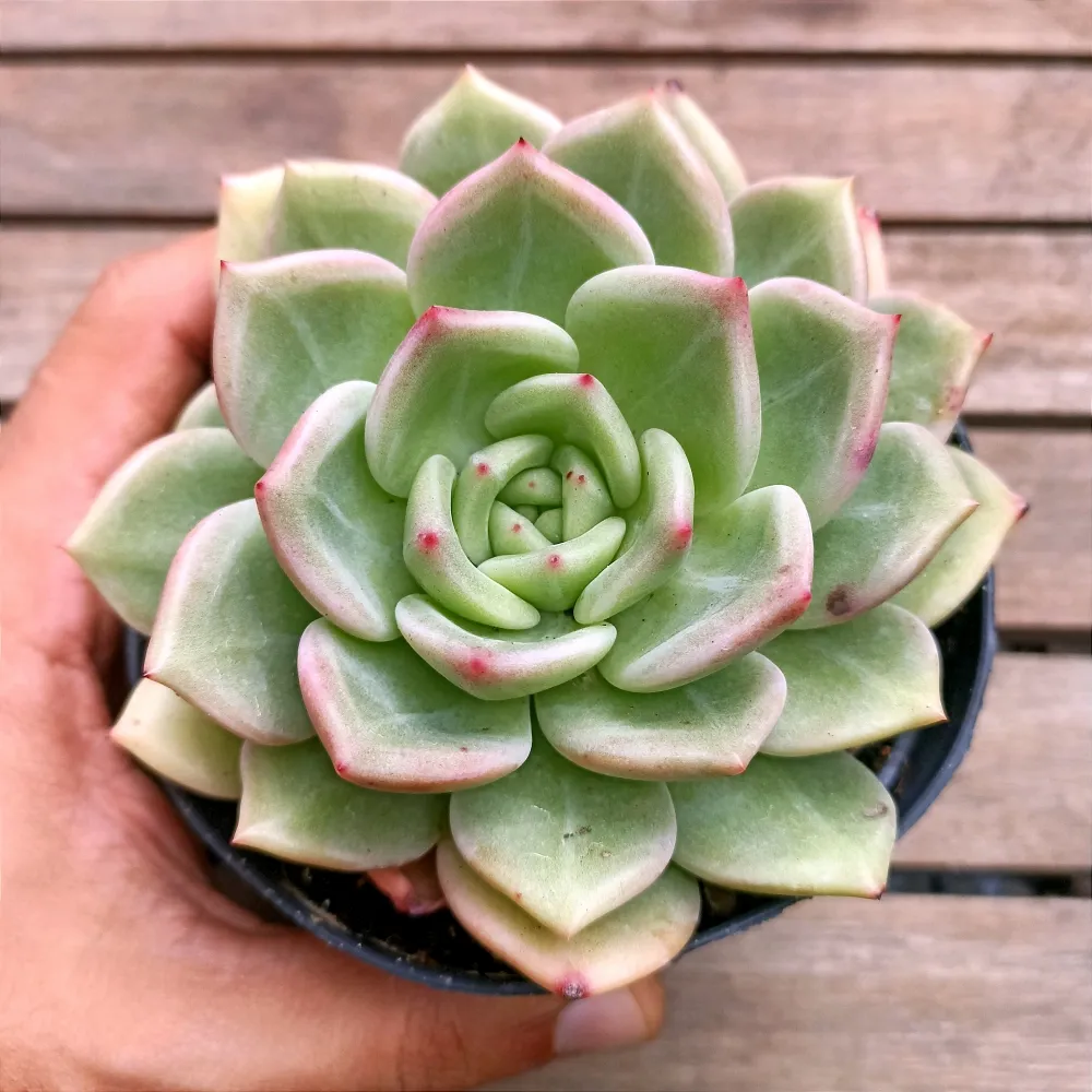 Echeveria agavoides 'Pink Champagne' (vaso11) Imagem
