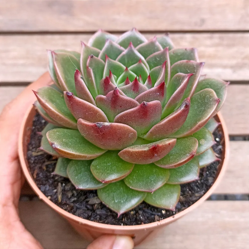 Echeveria 