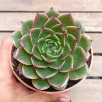 Echeveria 'San Luis' (vaso11) - Foto 2