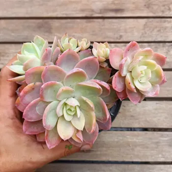 Echeveria 