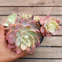 Echeveria 'Silk Veil' (colônia - Vaso11)