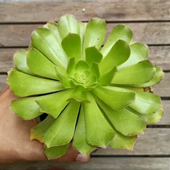 Aeonium arboreum var. holochryson (vaso11)