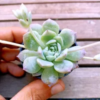 Echeveria prolifica (vaso6)