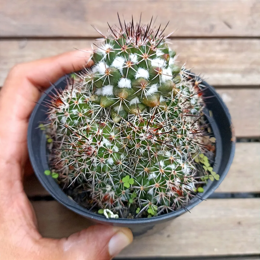 Mammillaria voburnensis (colônia - vaso11)
