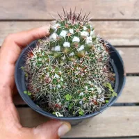 Mammillaria voburnensis (colônia - vaso11)