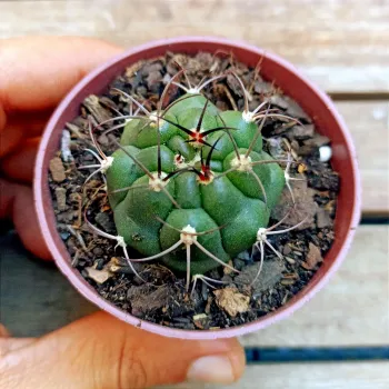 Gymnocalycium saglionis (vaso7) - Foto 2