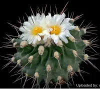 Thelocactus nidulans (vaso7)
