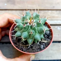 Thelocactus nidulans (vaso7) - Foto 2