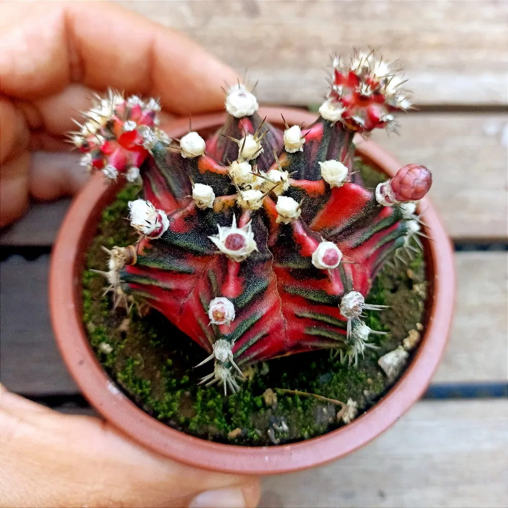 Gymnocalycium mihanovichii variegata (vaso9)