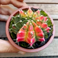 Gymnocalycium mihanovichii variegata (vaso9) - Foto 2