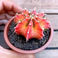 Gymnocalycium mihanovichii variegata (vaso9) - Foto 3