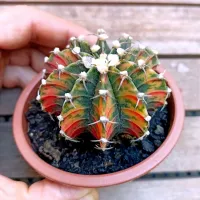 Gymnocalycium mihanovichii variegata (vaso9) - Foto 4