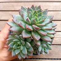 Echeveria 'Iceberg' (colônia - vaso11) - Foto 2