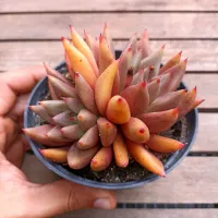 Echeveria agavoides 'Psiche' (dupla - vaso11)