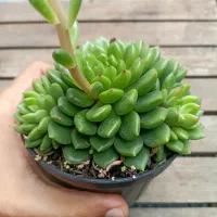 Echeveria 'Ron Evans' (colônia - vaso11)